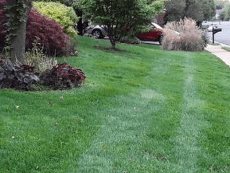 Neatly mowed lawn and clean footpath in a Sydney street